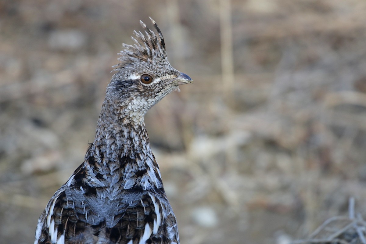 Ruffed Grouse - ML55576661