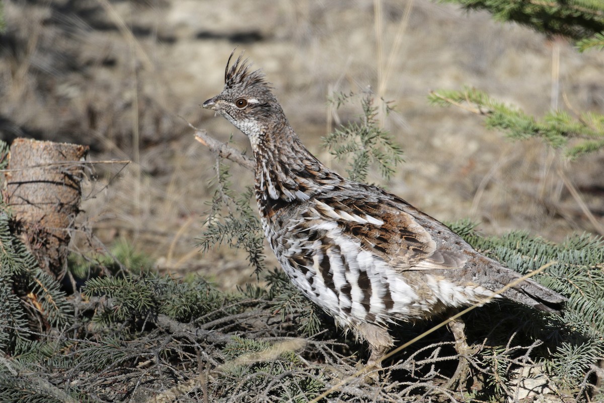 Ruffed Grouse - ML55576671