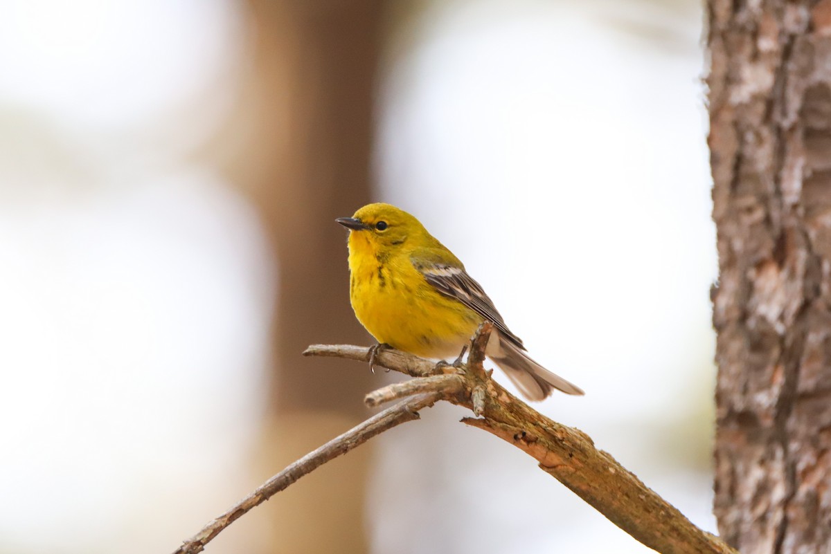 Pine Warbler - ML555766851