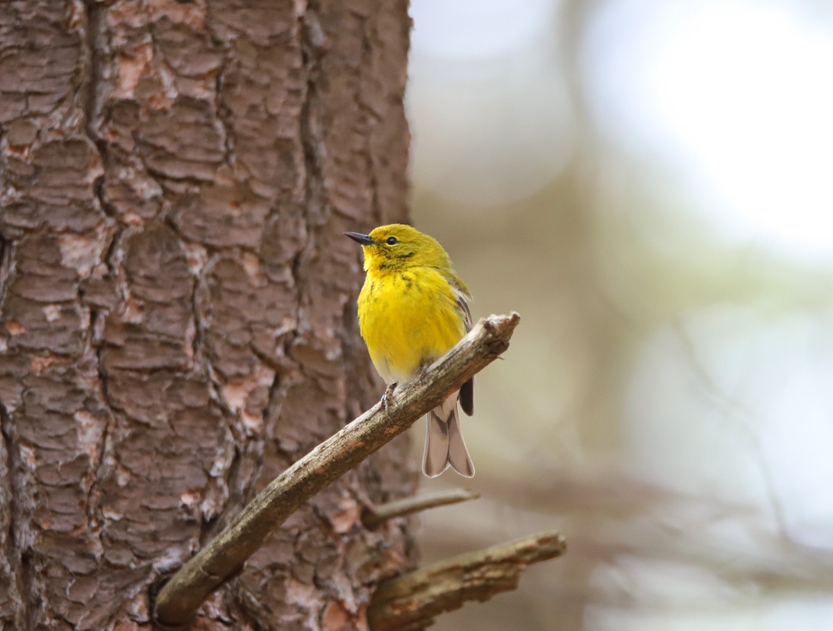 Pine Warbler - ML555766901