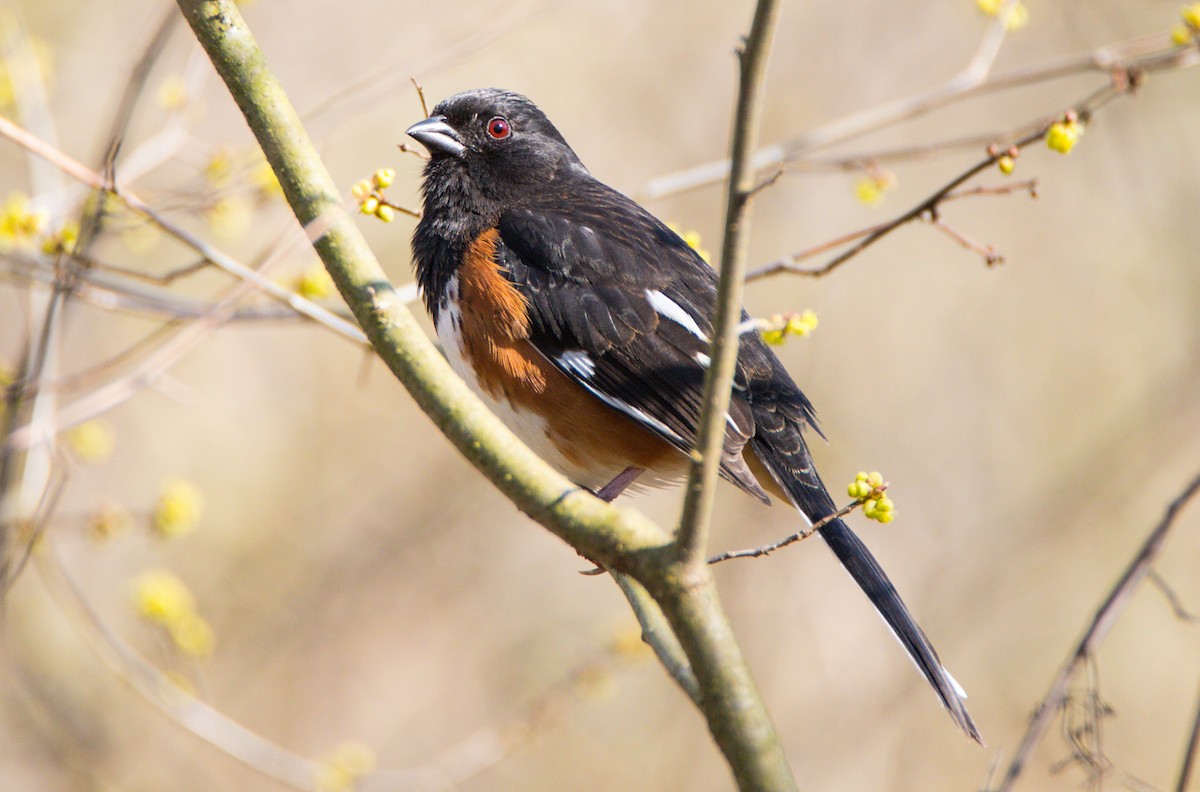 Eastern Towhee - Scott Klingensmith