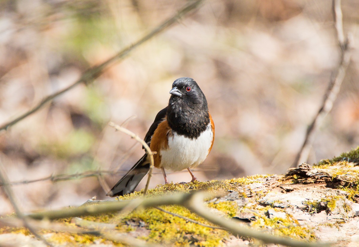 Eastern Towhee - ML555767191