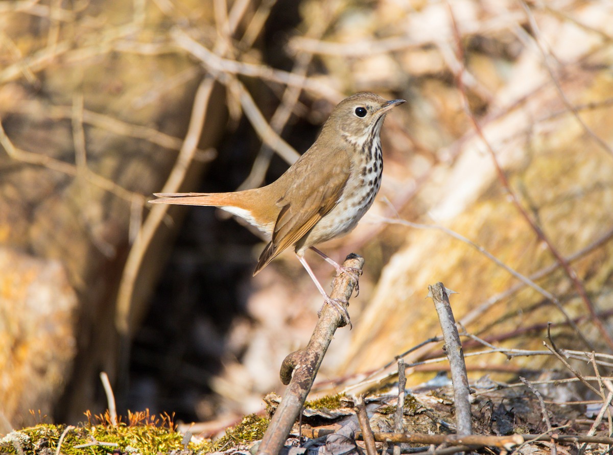 Hermit Thrush - ML555767321