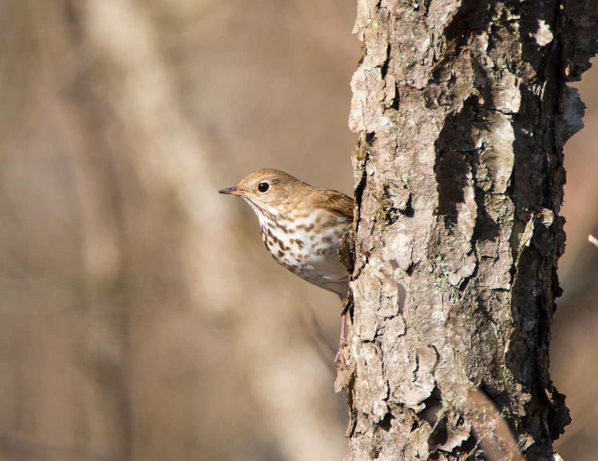 Hermit Thrush - ML555767341