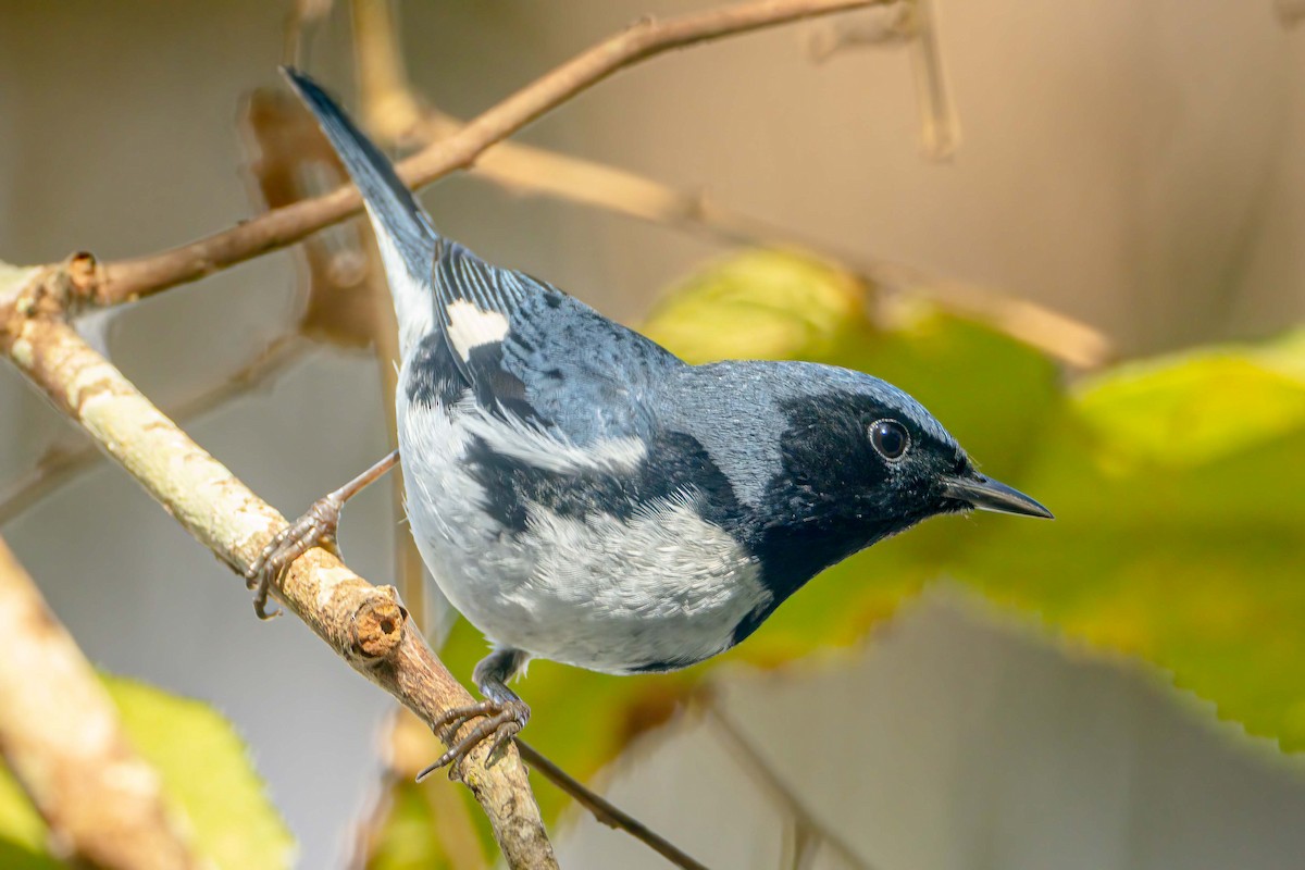 Black-throated Blue Warbler - Steven Lasley