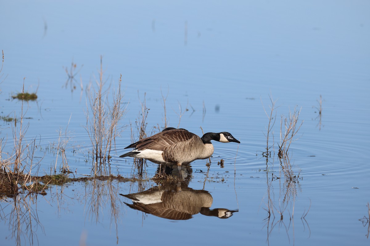 Canada Goose - ML555768521