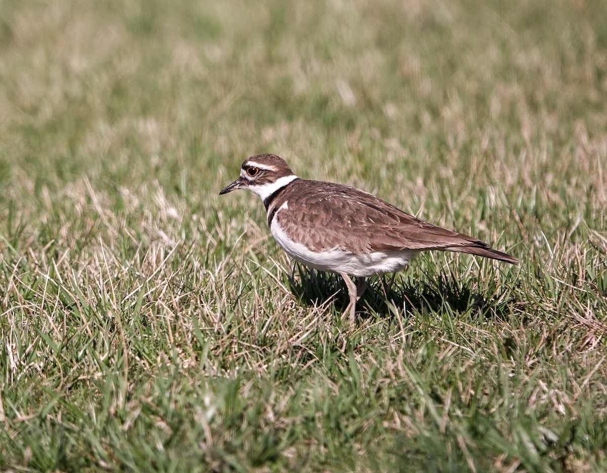 Killdeer - ML555769421