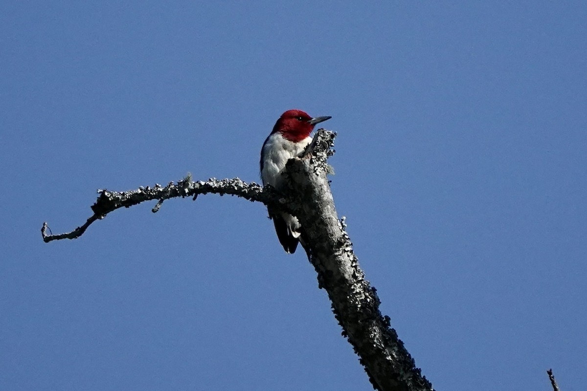 Red-headed Woodpecker - ML555769571
