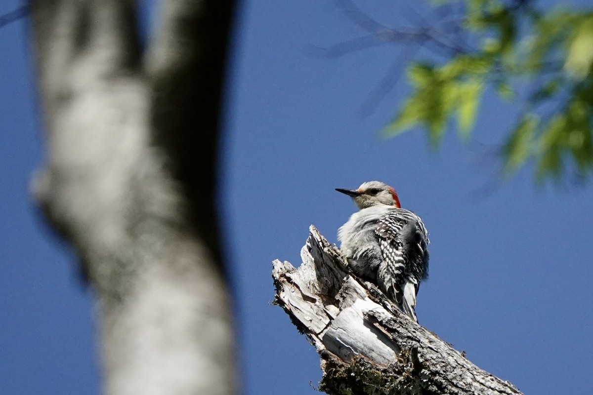 Red-bellied Woodpecker - ML555769781