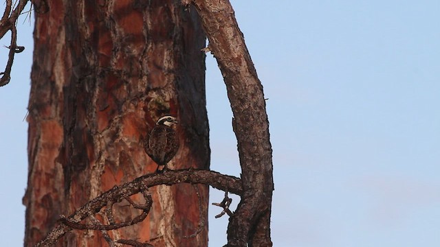 Northern Bobwhite (Eastern) - ML555769891