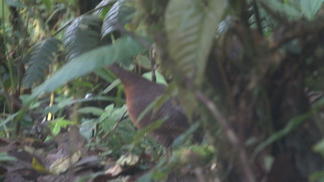 Highland Tinamou - ML555769971