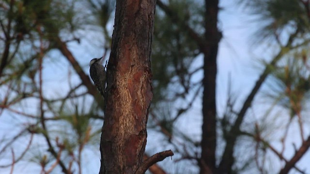 Red-cockaded Woodpecker - ML555770421