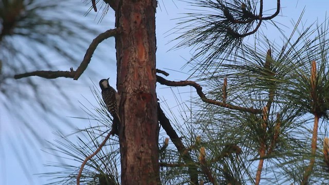 Red-cockaded Woodpecker - ML555770431