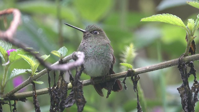 Greenish Puffleg - ML555770741