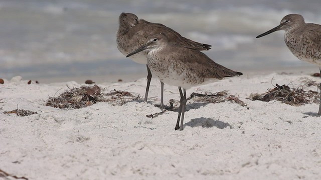 Willet - ML555771001