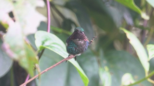 Colibrí de Heliodoro - ML555771601