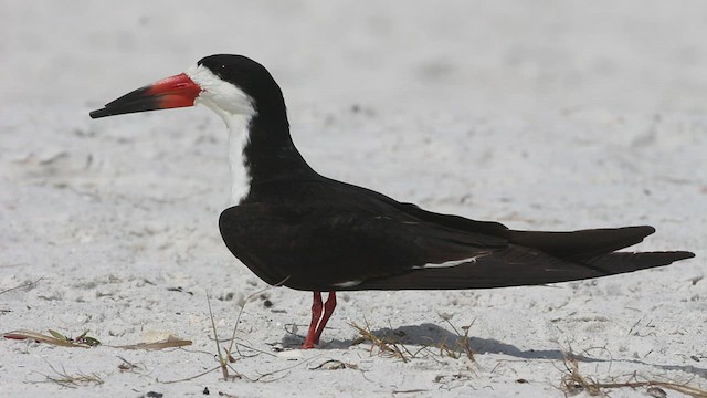 Black Skimmer - ML555771611