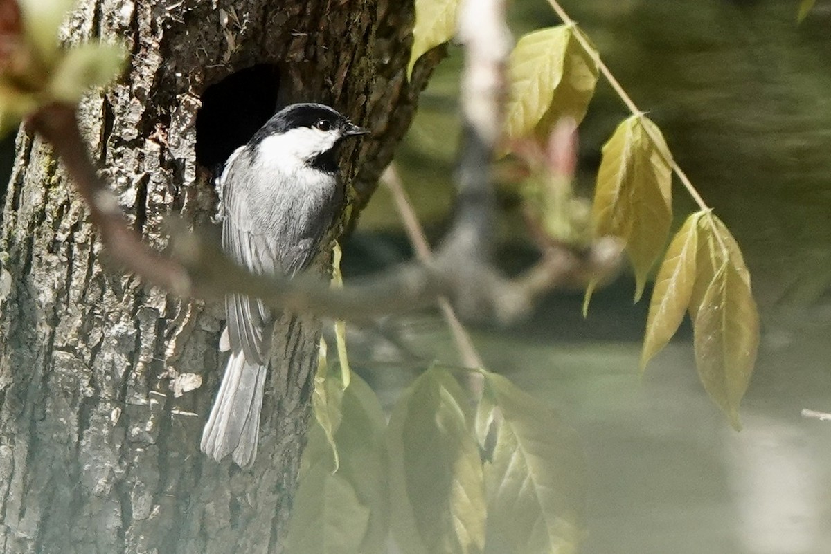Carolina Chickadee - ML555771651