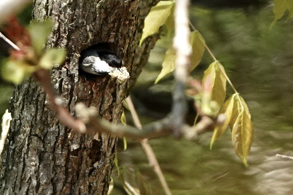 Carolina Chickadee - ML555771661