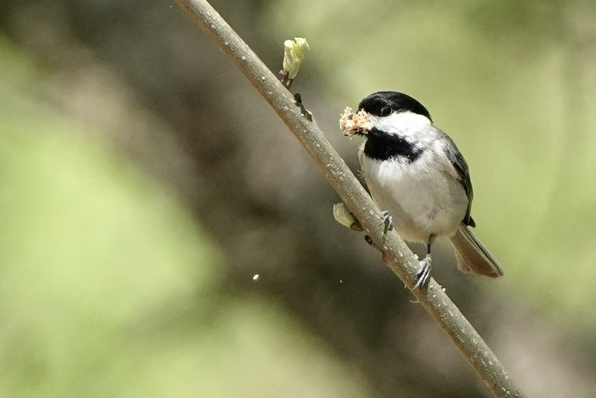 Carolina Chickadee - ML555771721