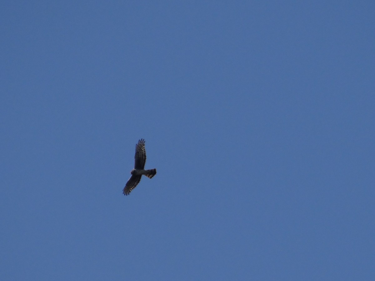 Northern Harrier - ML555772141