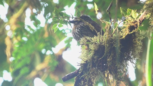 Black-streaked Puffbird - ML555772171