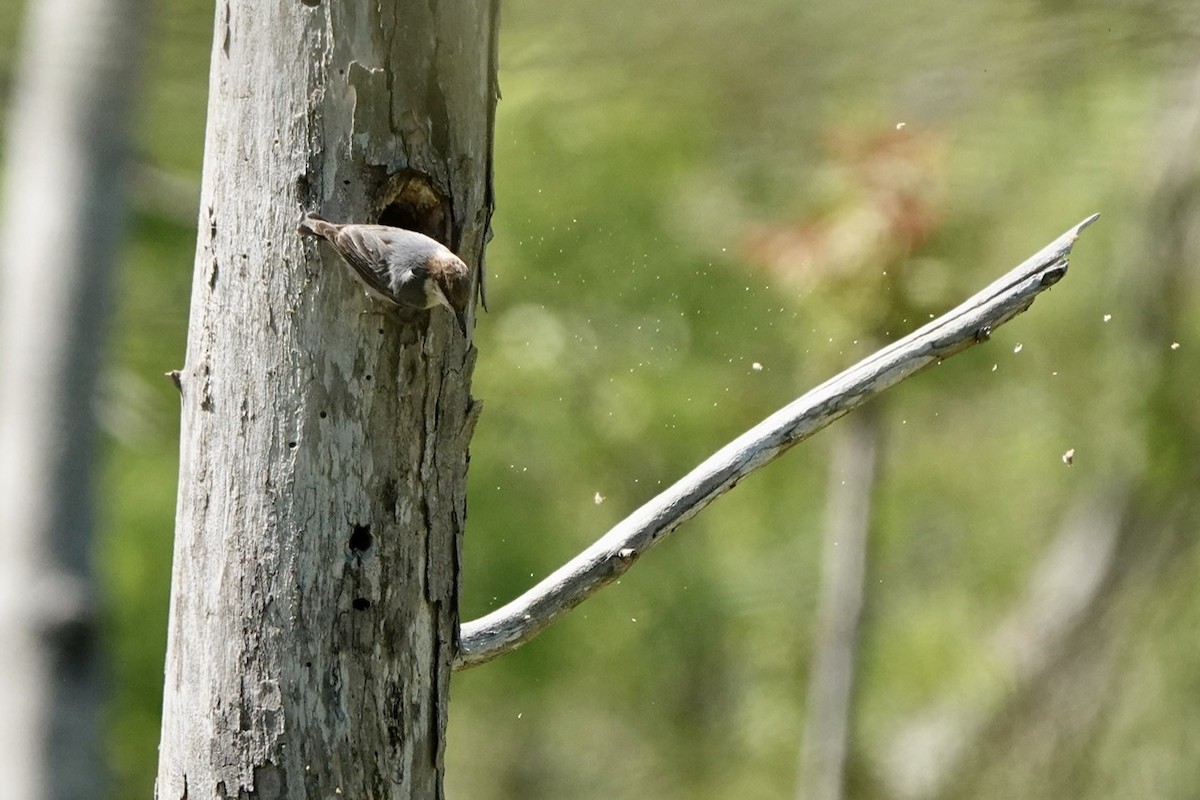 Brown-headed Nuthatch - ML555772401