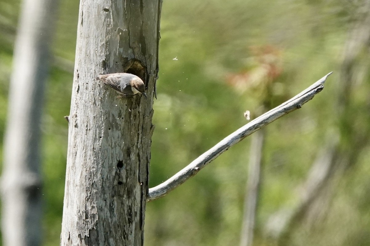 Brown-headed Nuthatch - ML555772411