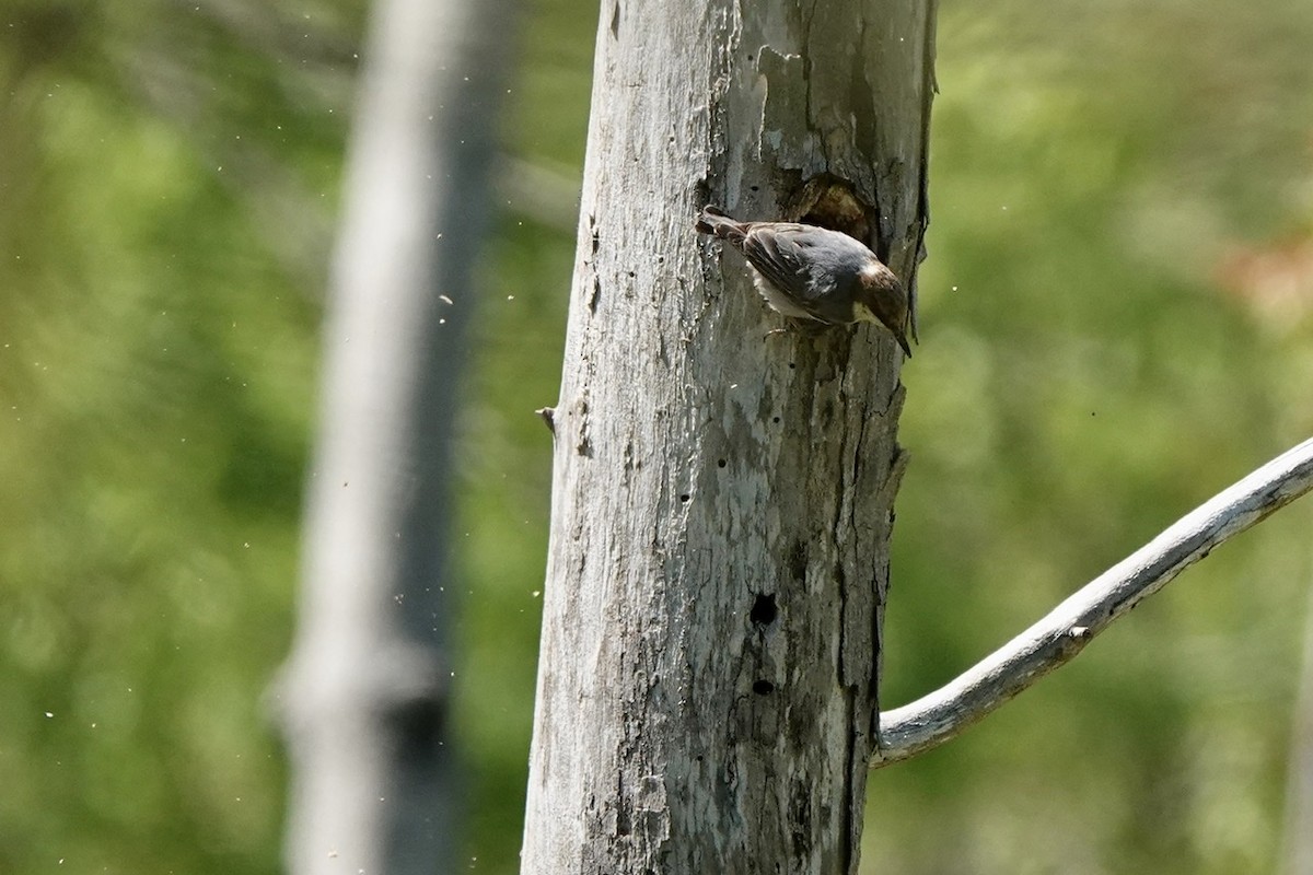 Brown-headed Nuthatch - ML555772421