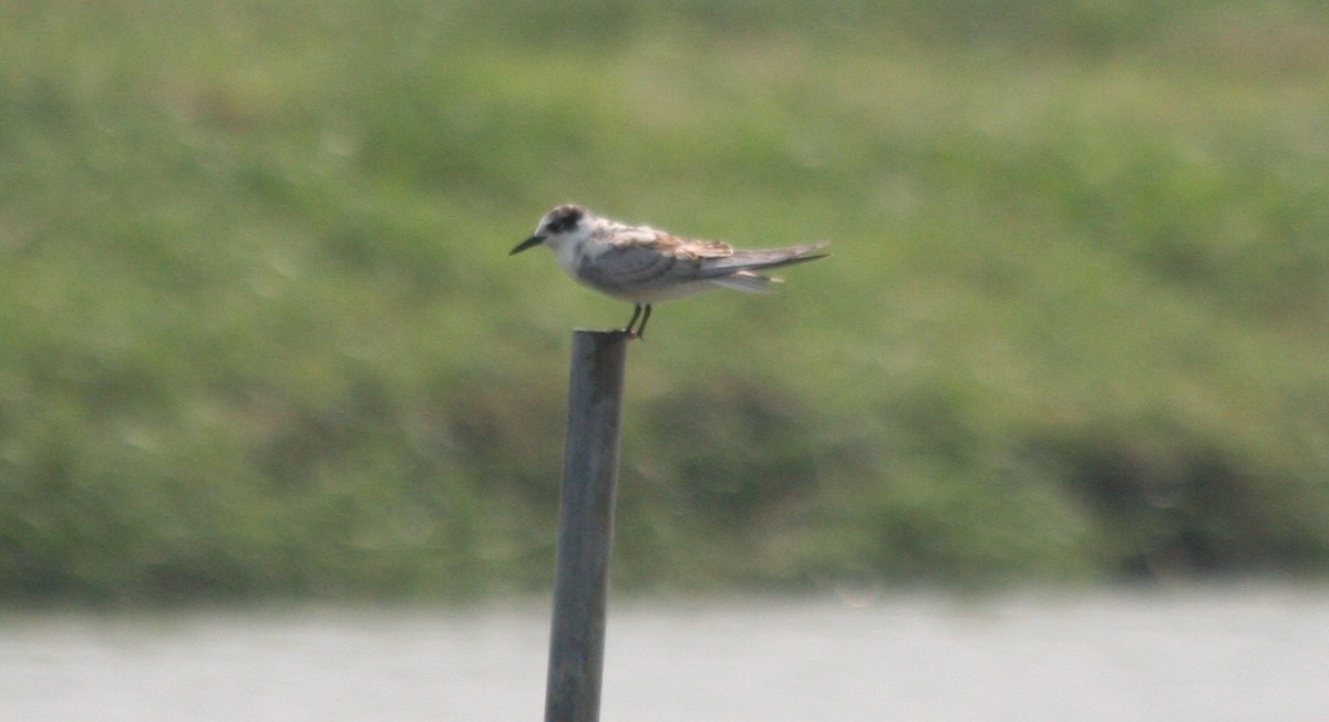 Whiskered Tern - ML555772641