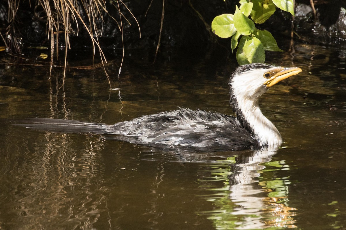 Little Pied Cormorant - ML55577281