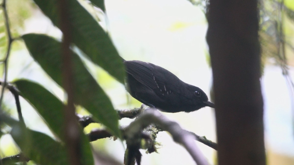 White-streaked Antvireo - Daniel Pacheco Osorio