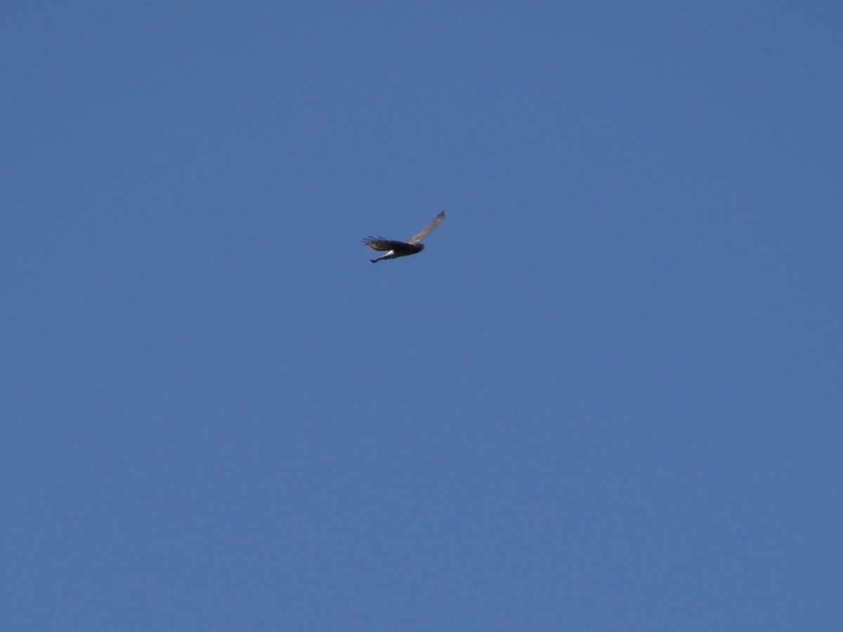 Northern Harrier - ML555773161