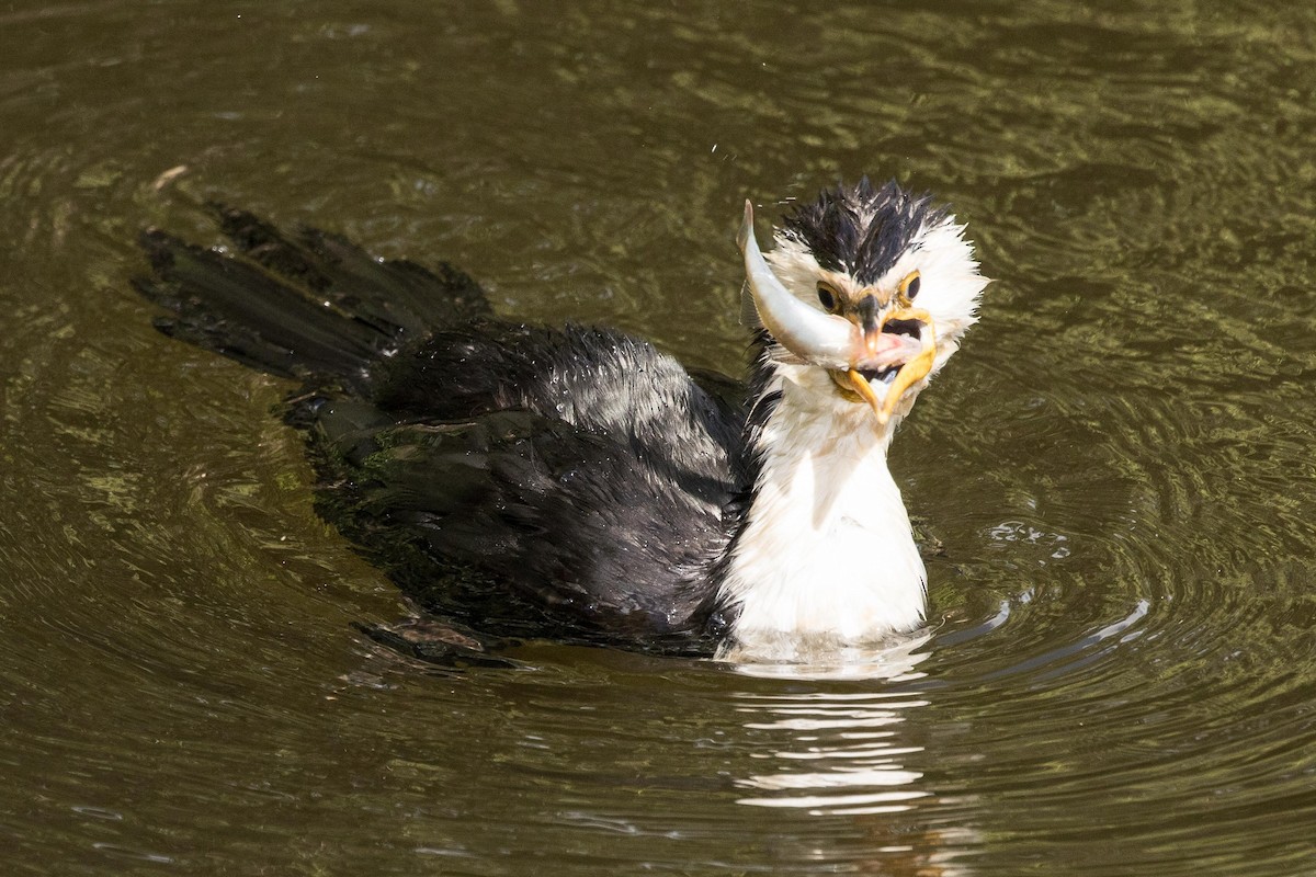 Little Pied Cormorant - ML55577321