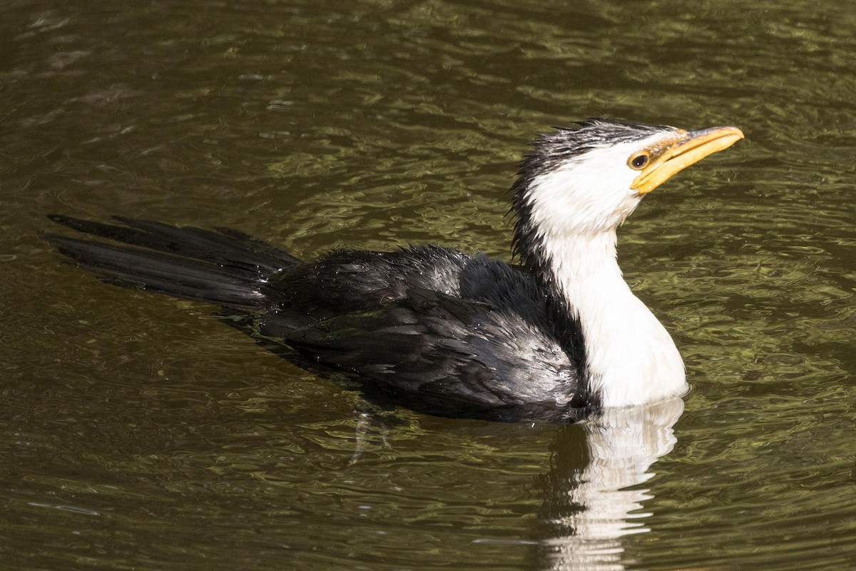 Little Pied Cormorant - Eric VanderWerf