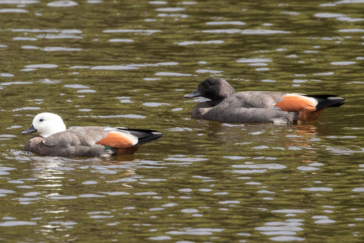 Paradise Shelduck - ML55577381