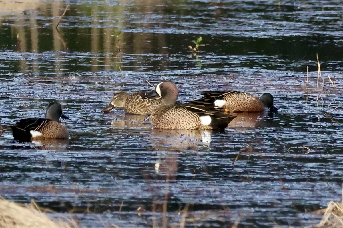 Blue-winged Teal - ML555773941