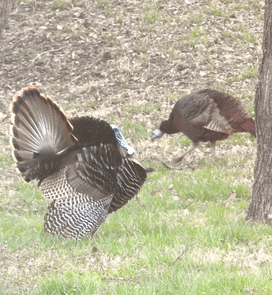 Wild Turkey - ML555774131