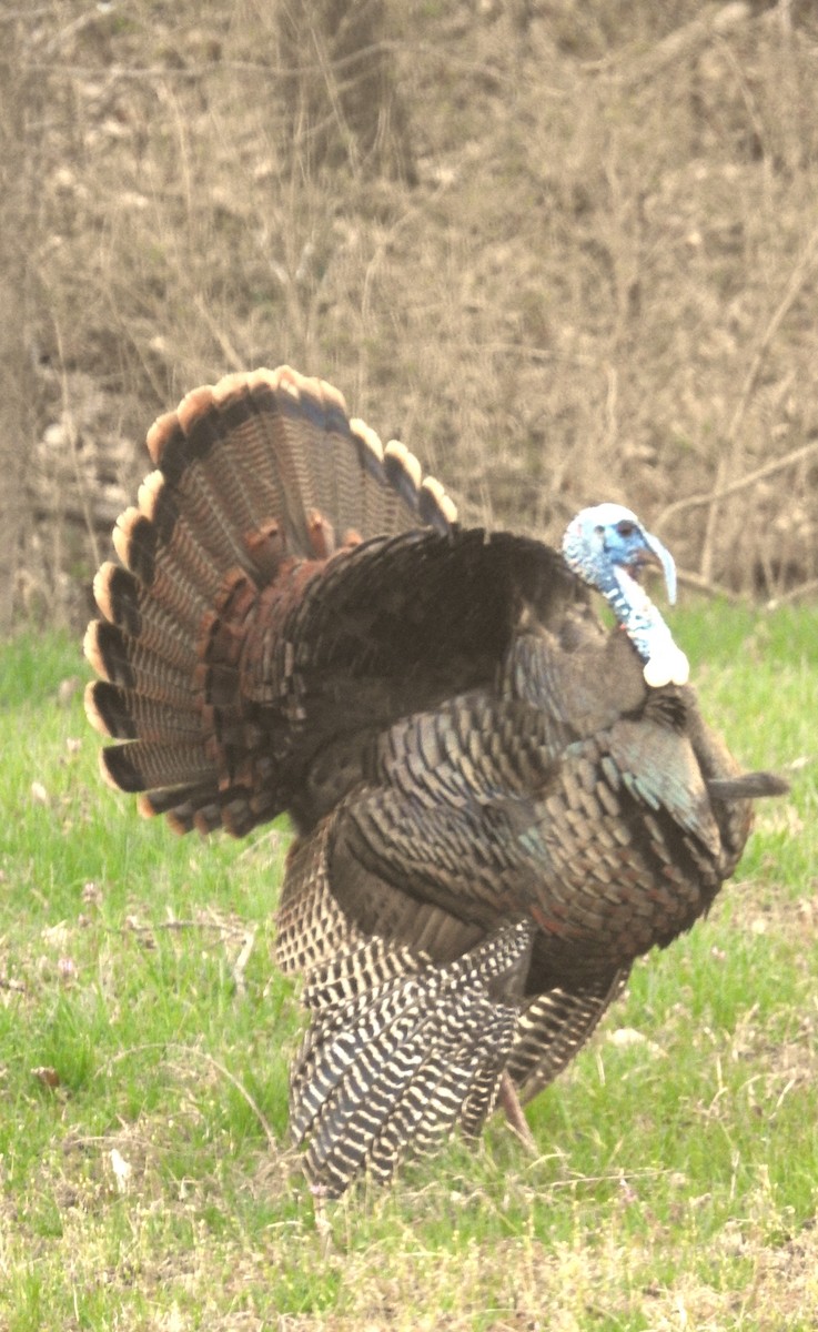 Wild Turkey - ML555774151