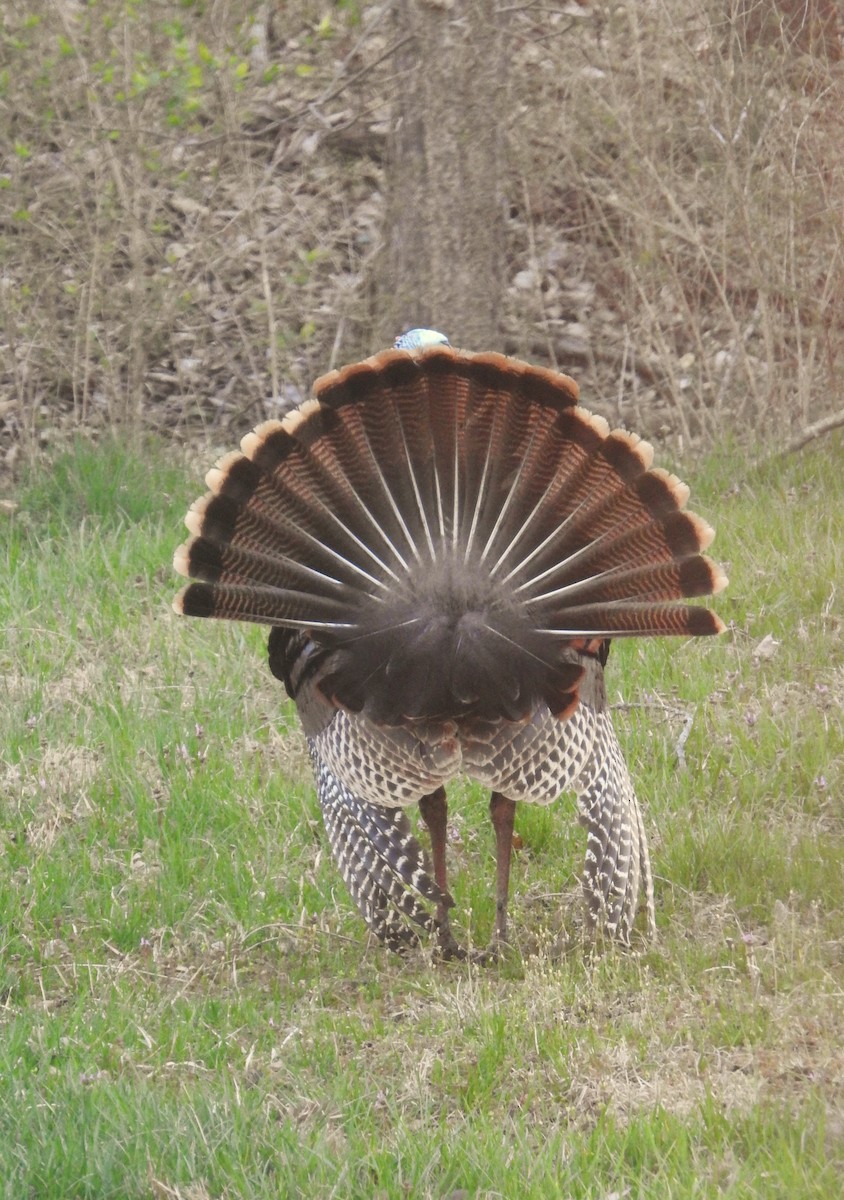 Wild Turkey - ML555774161