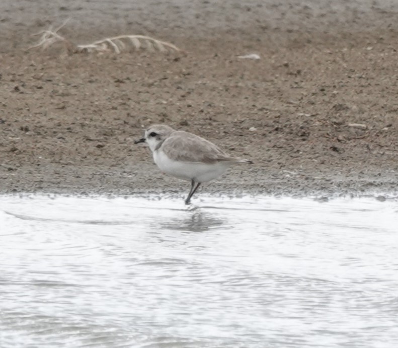 Snowy Plover - Chris Johnson