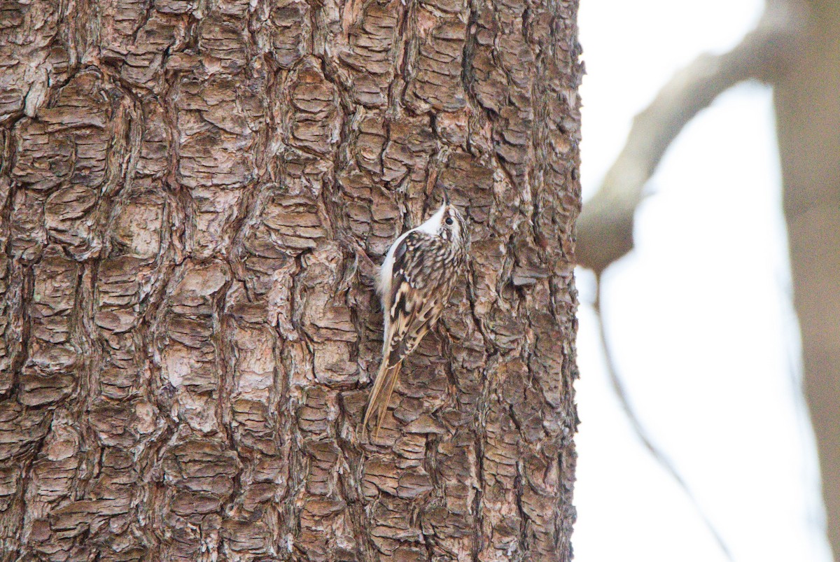 Brown Creeper - ML555774891