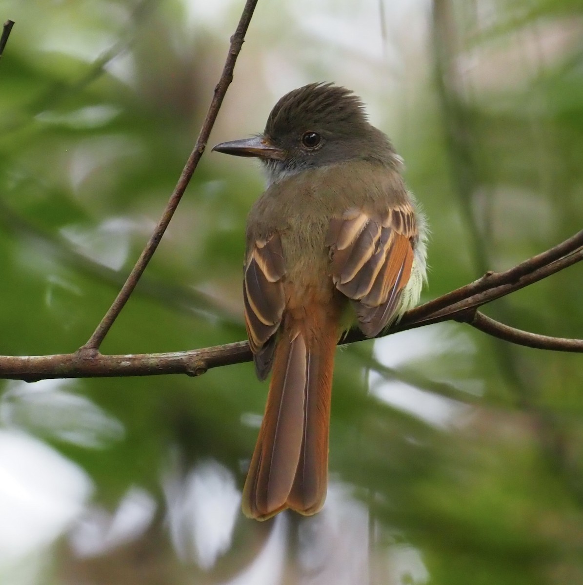 Rufous-tailed Flycatcher - Yve Morrell