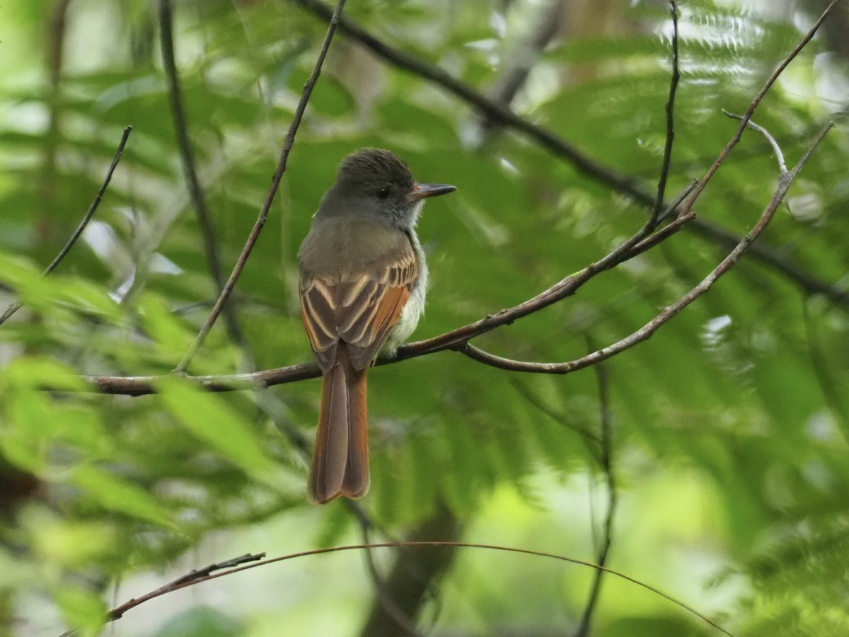 Rufous-tailed Flycatcher - ML555775731