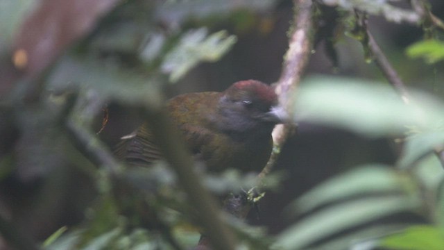 Olive Finch - ML555775861