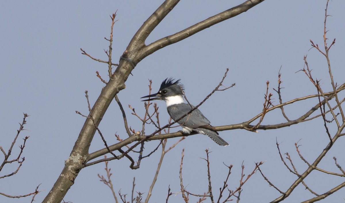 Belted Kingfisher - ML555776921