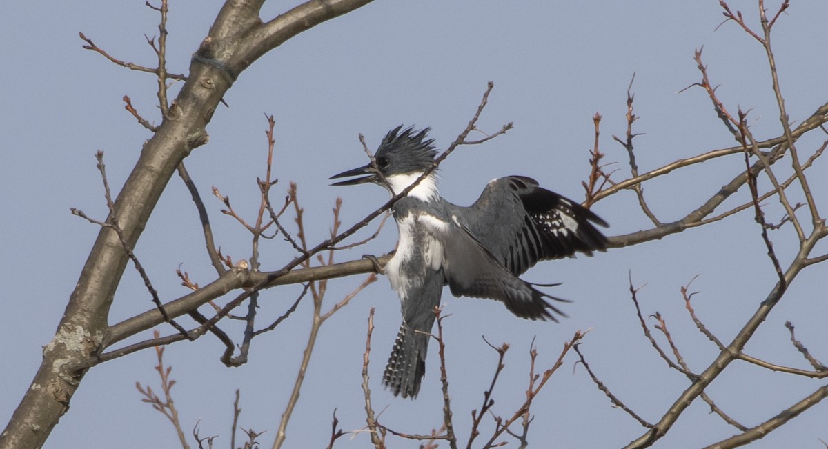 Belted Kingfisher - ML555776931