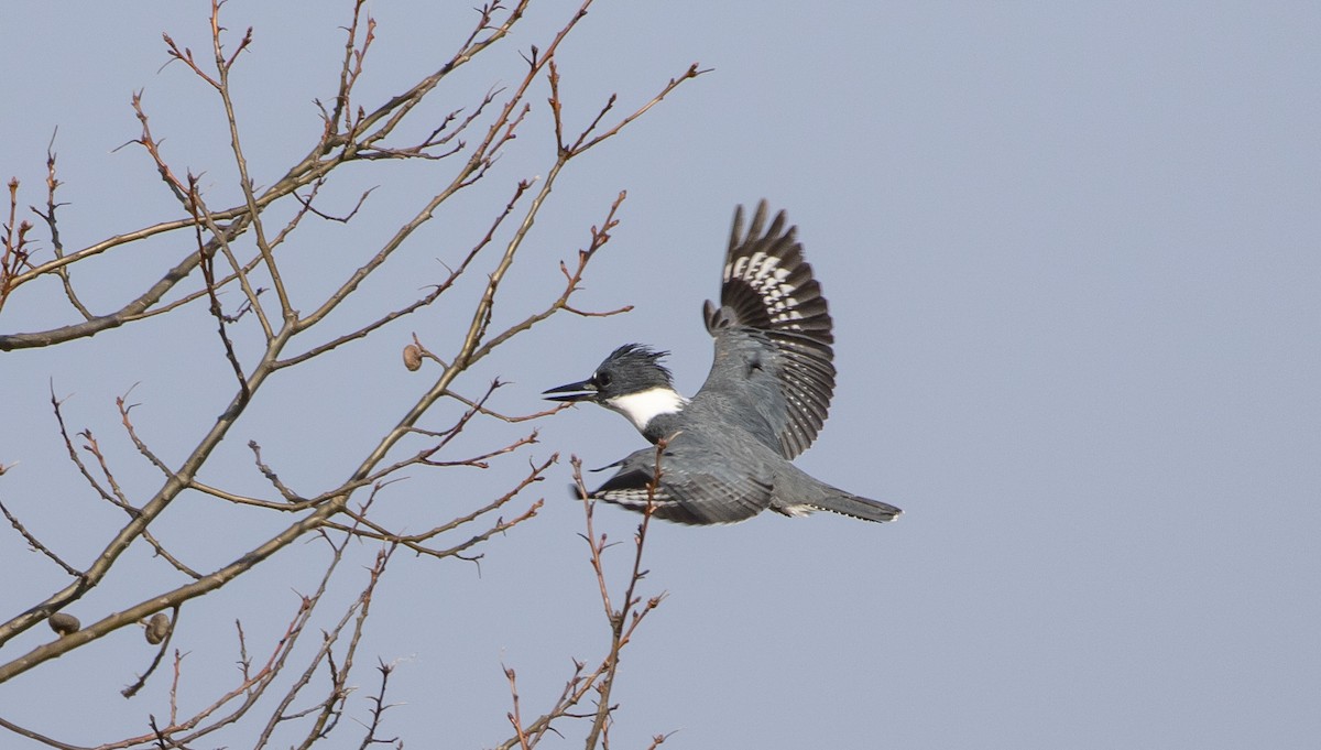 Belted Kingfisher - ML555776941