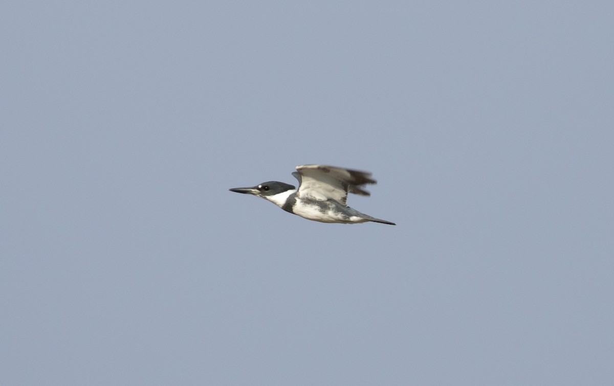 Belted Kingfisher - ML555776951