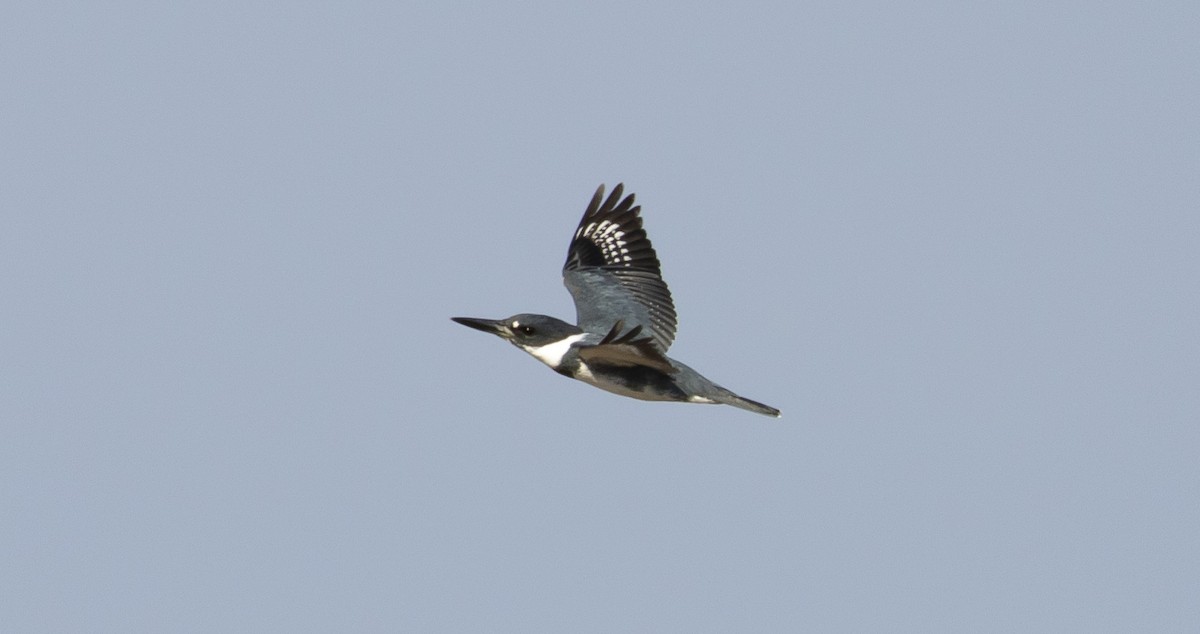 Belted Kingfisher - ML555776961